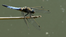 Blaugrüne Mosaikjungfer (16).jpg